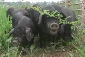 养猪又种菜循环生态环境，双重经济效益增收视频封面