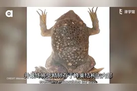 密集恐惧症避让，动物界中最特殊的生育方式：负子蟾背上生殖