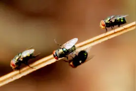 苍蝇又要出现啦，姑娘每年都用这一招，整个夏天都看不到1只苍蝇视频封面