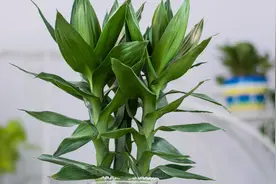 富贵竹养护技巧，摆对位置，不再黄叶，株壮叶绿，还能提升运势视频封面