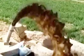 河北宁晋“污水浇麦”：附近企业渗坑排污 致小麦枯死 3人被抓视频封面