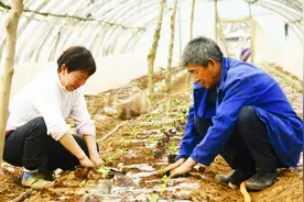 多花2分钟，一棵苗多长3个瓜！甜瓜就是这么高产，还好吃视频封面