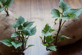 发芽红薯吃了会不会中毒？现在知道还不晚视频封面