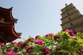 大慈恩寺里牡丹盛开 古塔下国色天香惊艳游客图片