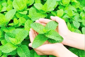 像植物学家一样，深入根源，解析薄荷为什么让人清凉视频封面