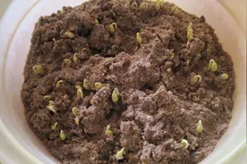 肾气微弱、肝火旺盛多吃这3种蔬菜，纯天然肝胃病克星，温补命门视频封面