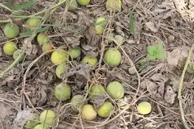 农村人最怕地里长它，城里竟卖到50元一斤，解酒抗癌还降血糖！