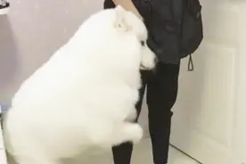 萨摩耶犯错了抱着主人的腿不让离开，这种狗比人还聪明啊，成精了