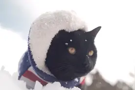 男子卖掉房子辞掉工作，带一只流浪猫，开始环游世界视频封面