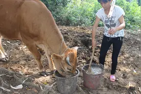 农村姑娘在家养牛养猪，每天担着潲水喂牛，一年也能赚不少钱