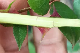 月季花苞突然垂头打蔫？警惕茎蜂来袭！视频封面