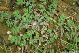 养鸡调理肠道巧用方，杀菌消炎，增强免疫，养鸡人都在争着看图片