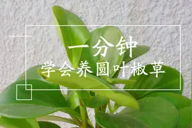圆叶椒草，一种特别适合在办公桌上养的小植物，一分钟教你学会养