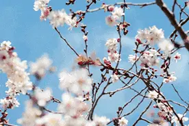 去黄河石林享受人间四月天，兰州出发周末两日游图片