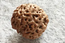 尼泊尔大金刚菩提之蜂窝详解视频封面