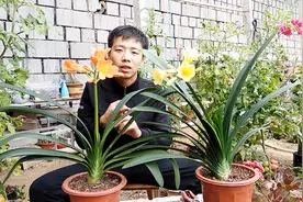 三分钟教你，君子兰怎样施肥，叶片绿的滴出油，花箭蹭蹭窜出来视频封面