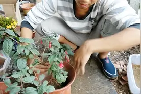 手把手教你，如何给倒挂金钟换盆，眨眼挂满花苞，呼呼开不停视频封面