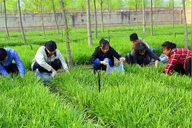 为什么不能吃头茬的韭菜？听一下菜农怎么说，看完恍然大悟视频封面