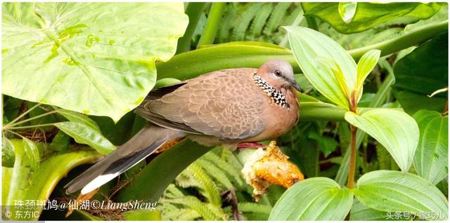 小孩胳膊窝鸡皮疙瘩
