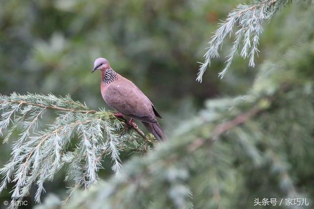 小孩胳膊窝鸡皮疙瘩
