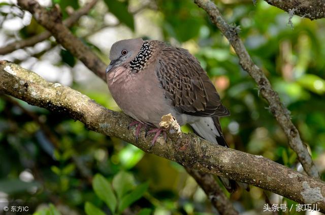 小孩胳膊窝鸡皮疙瘩