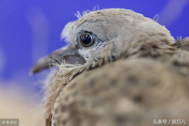 小孩胳膊窝鸡皮疙瘩