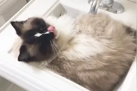 猫咪不睡自己的床却睡在水槽里，主人表示很无奈，太可爱了！