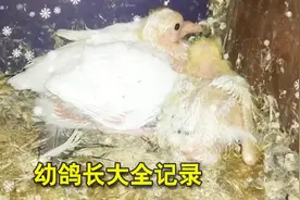 鸽友拍摄的幼鸽从第1天到第25变化全过程，变化可真大视频封面