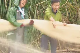 这种面条细的小银鱼 一百元一公斤 是抚仙湖里最出名的鱼视频封面