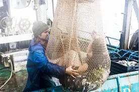 美国渔夫从海里捕捞上一只美人鱼，带回岸上研究，还想娶她当老婆视频封面