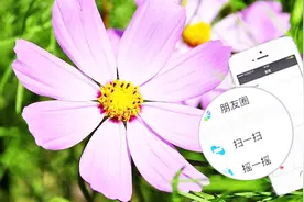 教你打开微信识别功能，扫一扫路上的花花草草，能识别名称