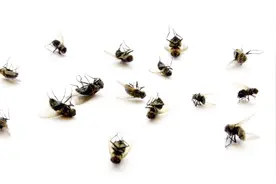 教你一个妙招，家里苍蝇、蚊子、小飞虫来一只灭一只，再也不烦恼