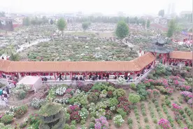 曹州百花园的牡丹已陆续绽放，一段航拍视频，邀您空中赏牡丹视频封面