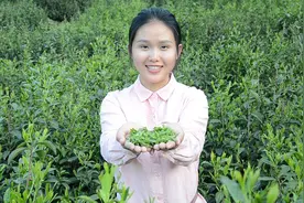 茶叶也能吃？和鸡蛋往锅里一炒，比番茄炒蛋好吃多了视频封面