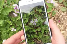 教你打开手机植物鉴别功能，对着花草扫一下，就能识别名称视频封面