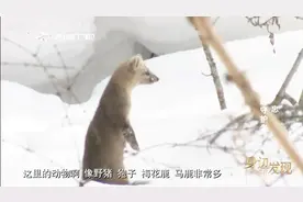 他在长白山扎根17年 每天穿梭在深山中 就为保护这些物种视频封面