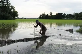 为什么下雨后水里会有鱼？到底哪里来的？众网友直呼：不可思议视频封面