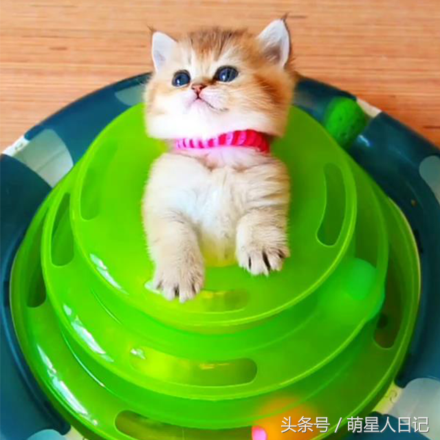 ΪӰСèϲ˿飬ԭֻ·˶
