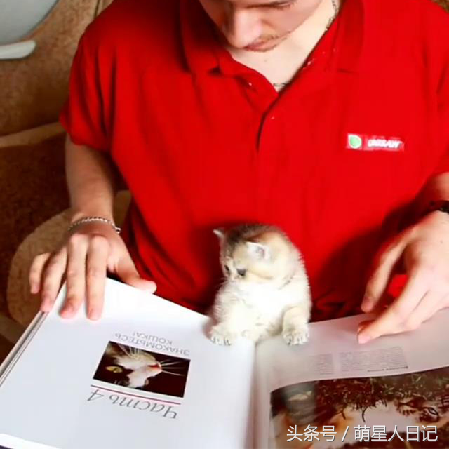 ΪӰСèϲ˿飬ԭֻ·˶