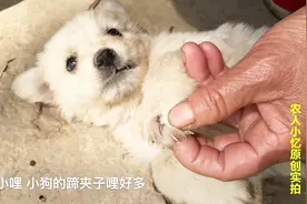 老农民不干活也要给小狗逮狗瘪子，这家伙毒的很，你见过吗？视频封面
