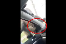 悲剧！实拍女子自驾游没关窗 猴子趁机做过分事视频封面