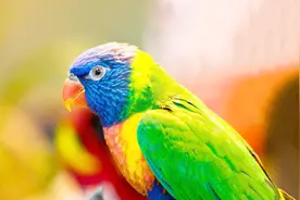 鹦鹉为何能够学人说话，别看它仅是一种鸟，本领够大