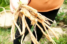 农村姑娘挖的这种东西，你认识吗？治疗风湿关节效果特别好视频封面