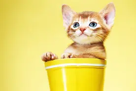 猫咪为什么喜欢和主人一起睡觉？