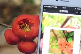 微信这功能很实用，扫一下路边花花草草，一秒出现它们名字！视频封面