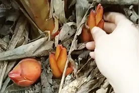 草果不仅是香料，它的嫩芽竟还能做菜？实拍云南红河特色菜草果芽视频封面