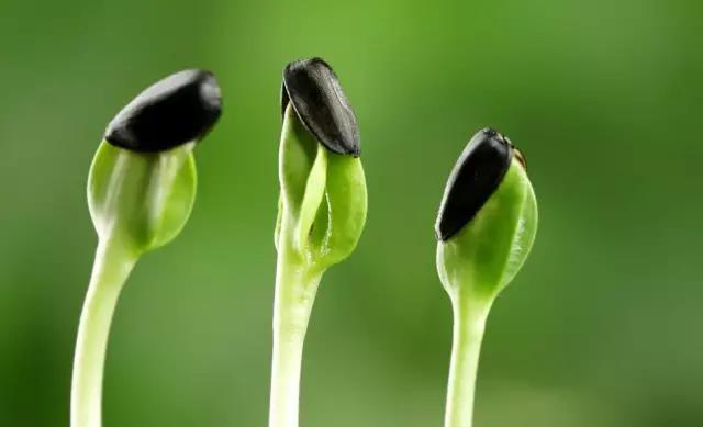 妞嶇墿钀ュ吇閭ｄ簺浜嬪効鈥斺€旈搧鍏冪礌