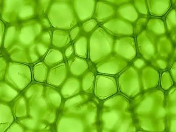 妞嶇墿钀ュ吇閭ｄ簺浜嬪効鈥斺€旈搧鍏冪礌