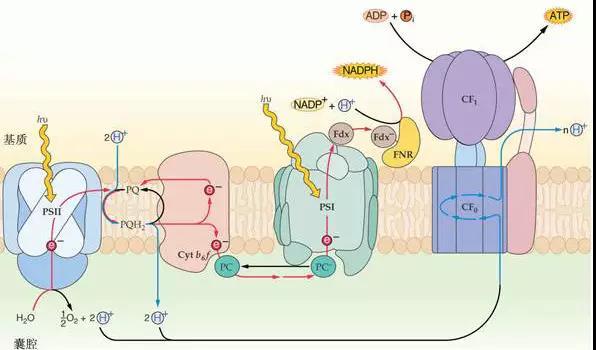 妞嶇墿钀ュ吇閭ｄ簺浜嬪効鈥斺€旈搧鍏冪礌