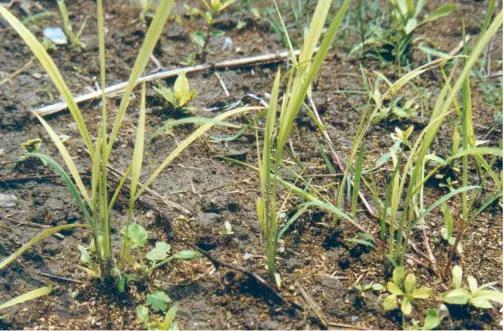 妞嶇墿钀ュ吇閭ｄ簺浜嬪効鈥斺€旈搧鍏冪礌